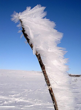 Illustration for article titled Wind and water can build up ice feathers